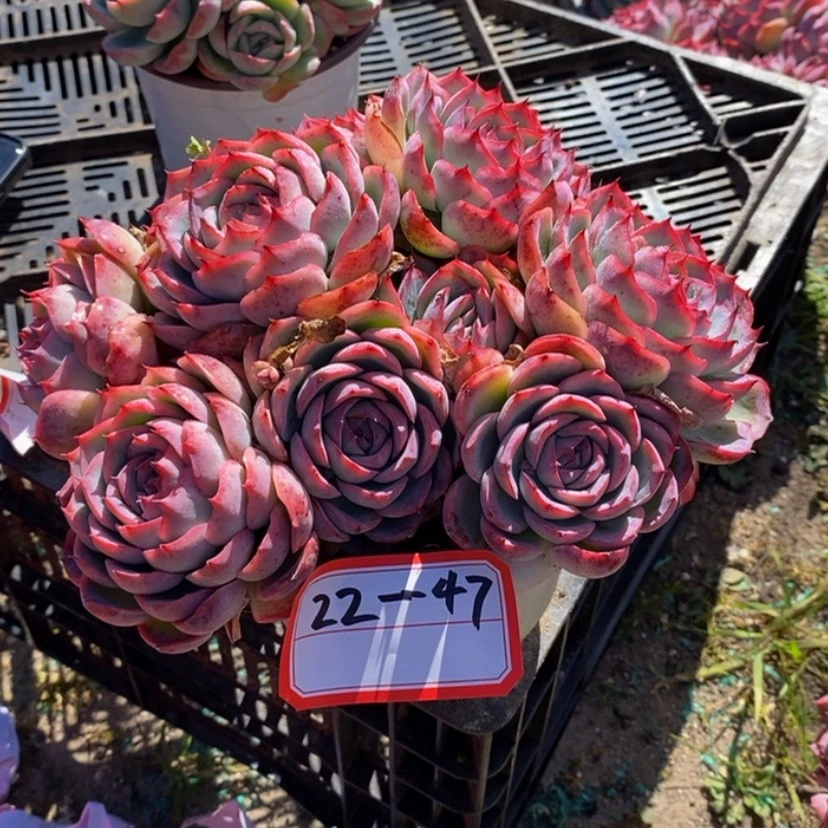 【闪购商品】云***、多肉植物的