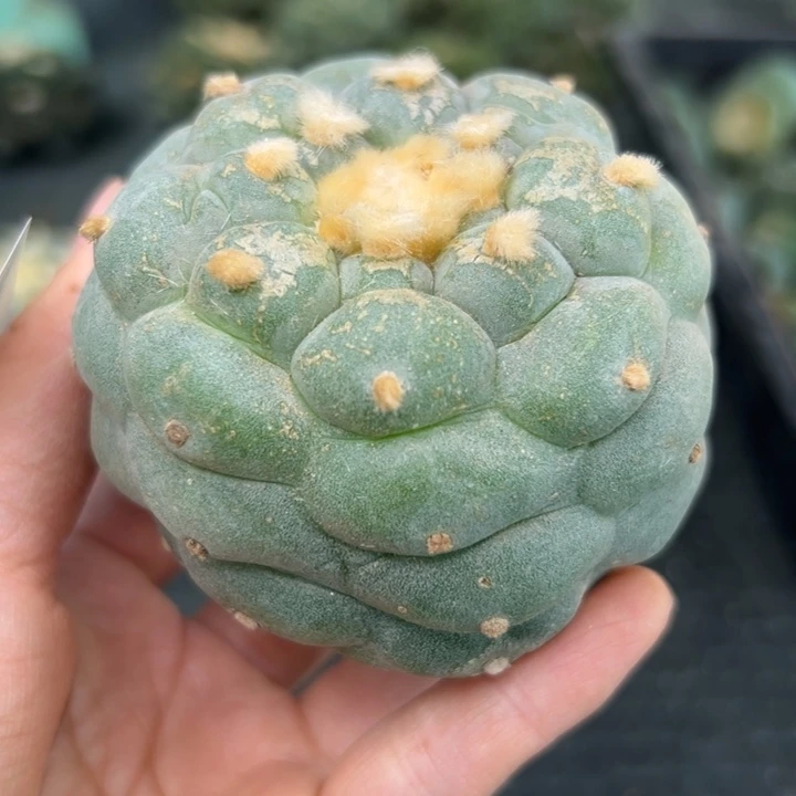 453。无根 仙人球的故事