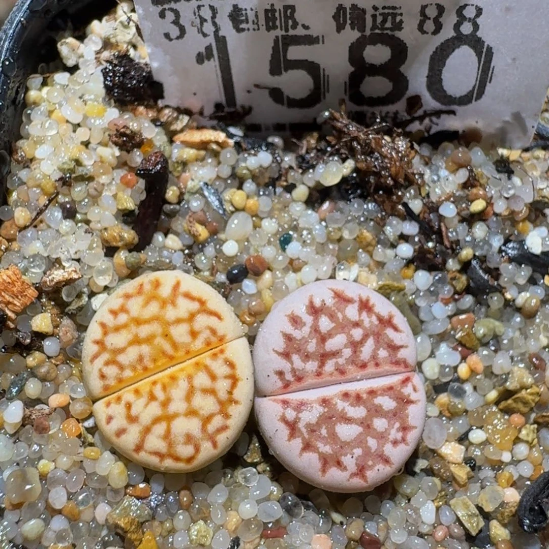 zzzz精品生石花1580
