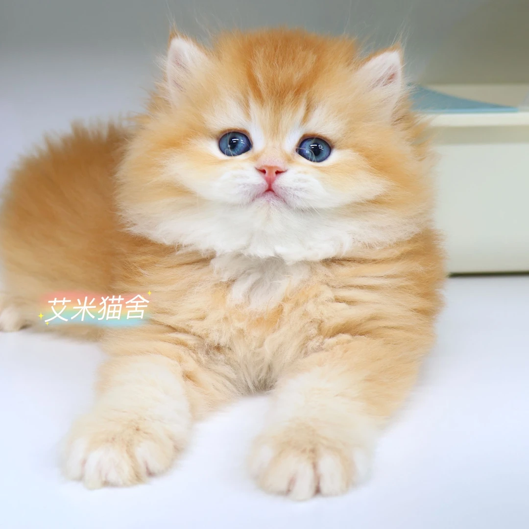 英国长毛猫金渐层高地弟弟红金渐层