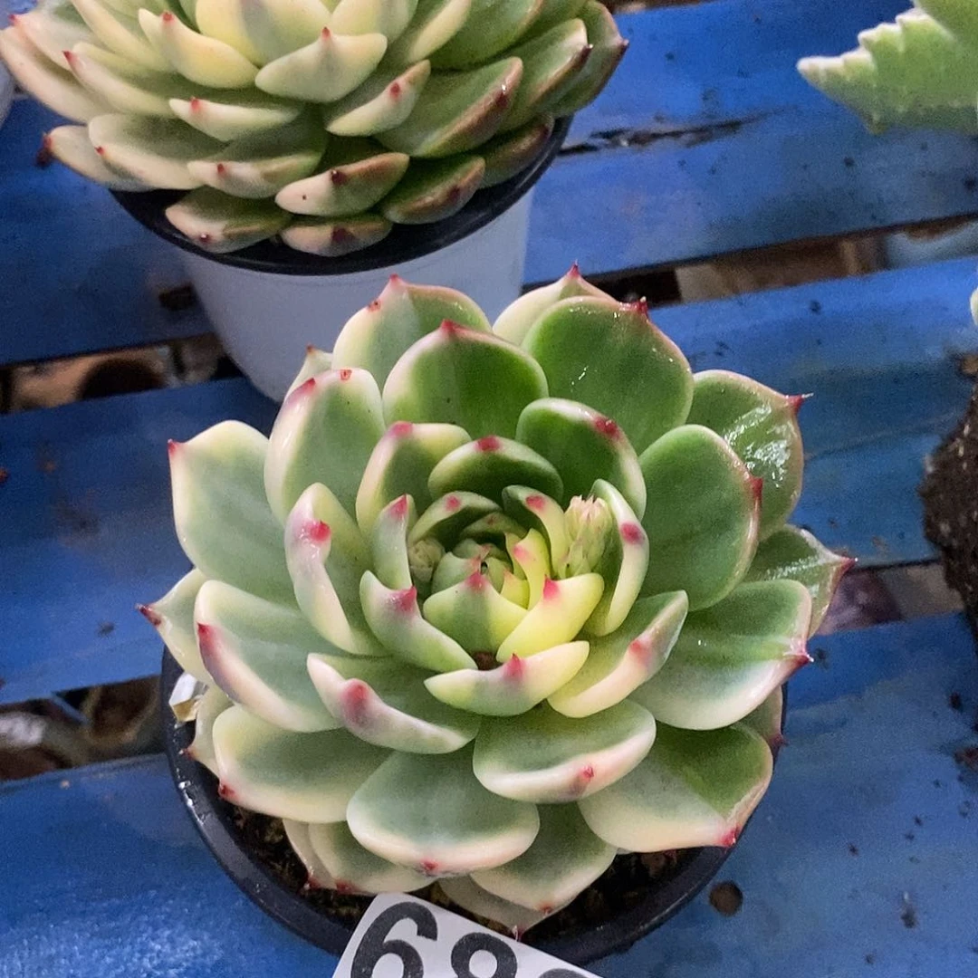 心****Y682娃娃锦多肉植物