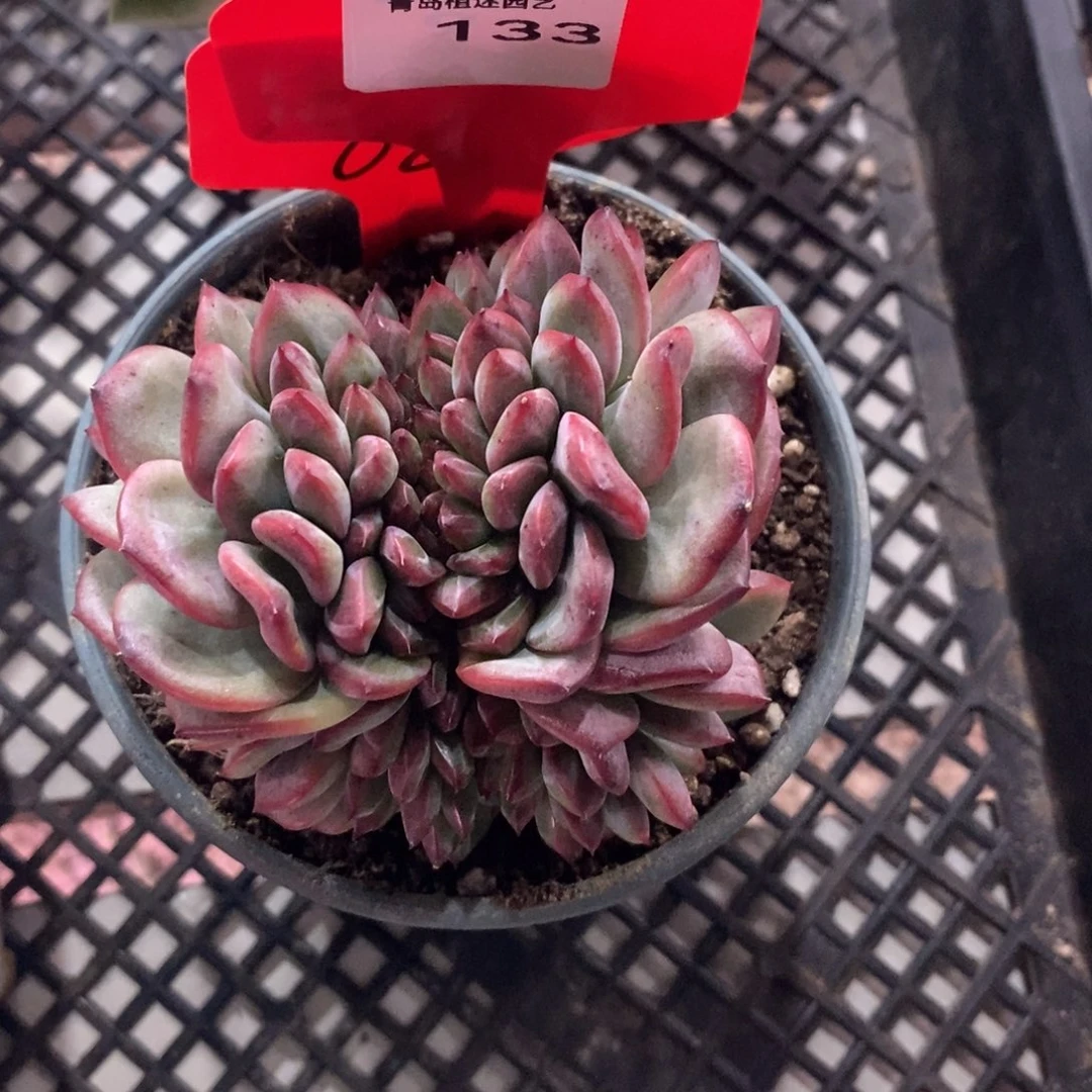 泡芙缀锦多肉植物