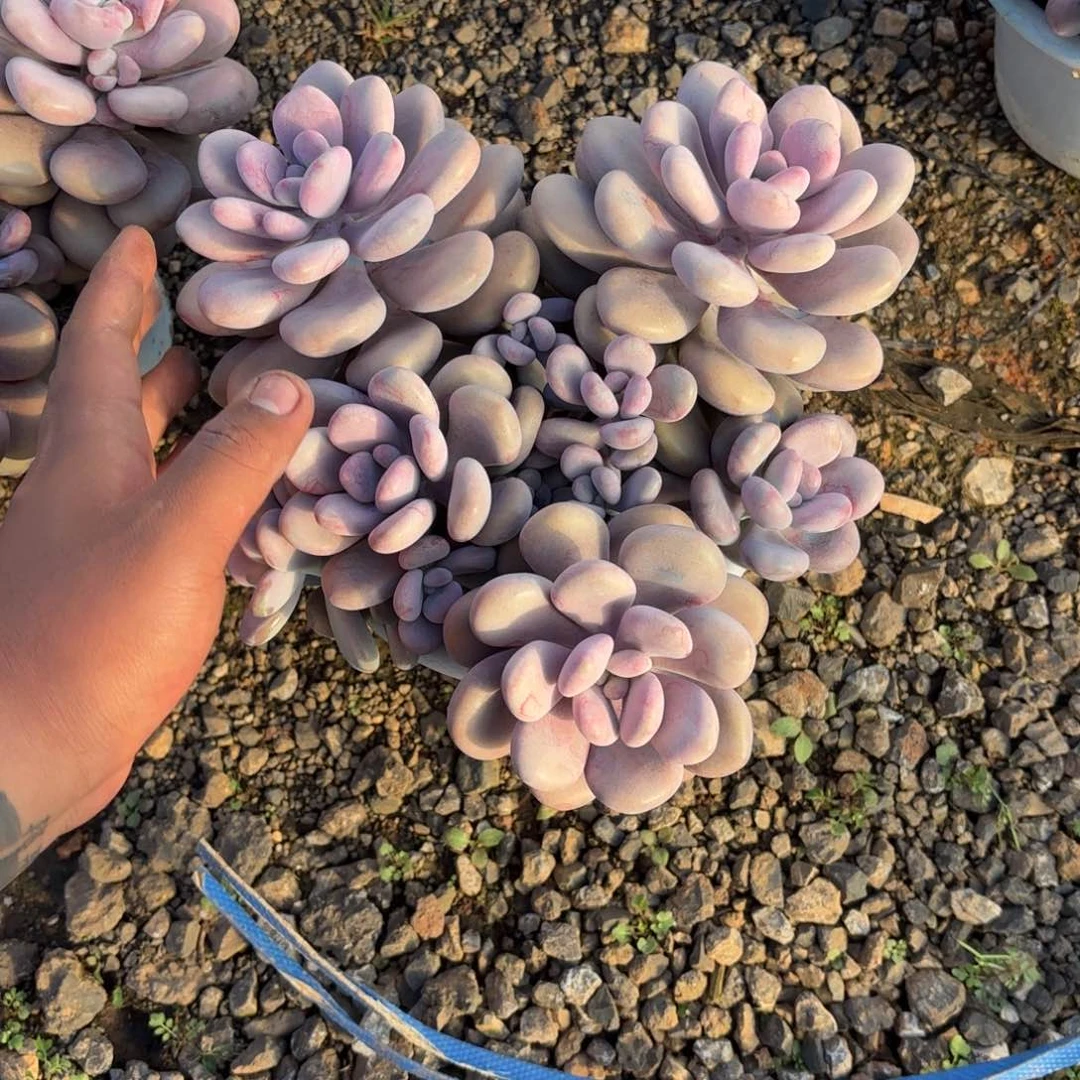 蓝*55号圆叶桃蛋多肉植物