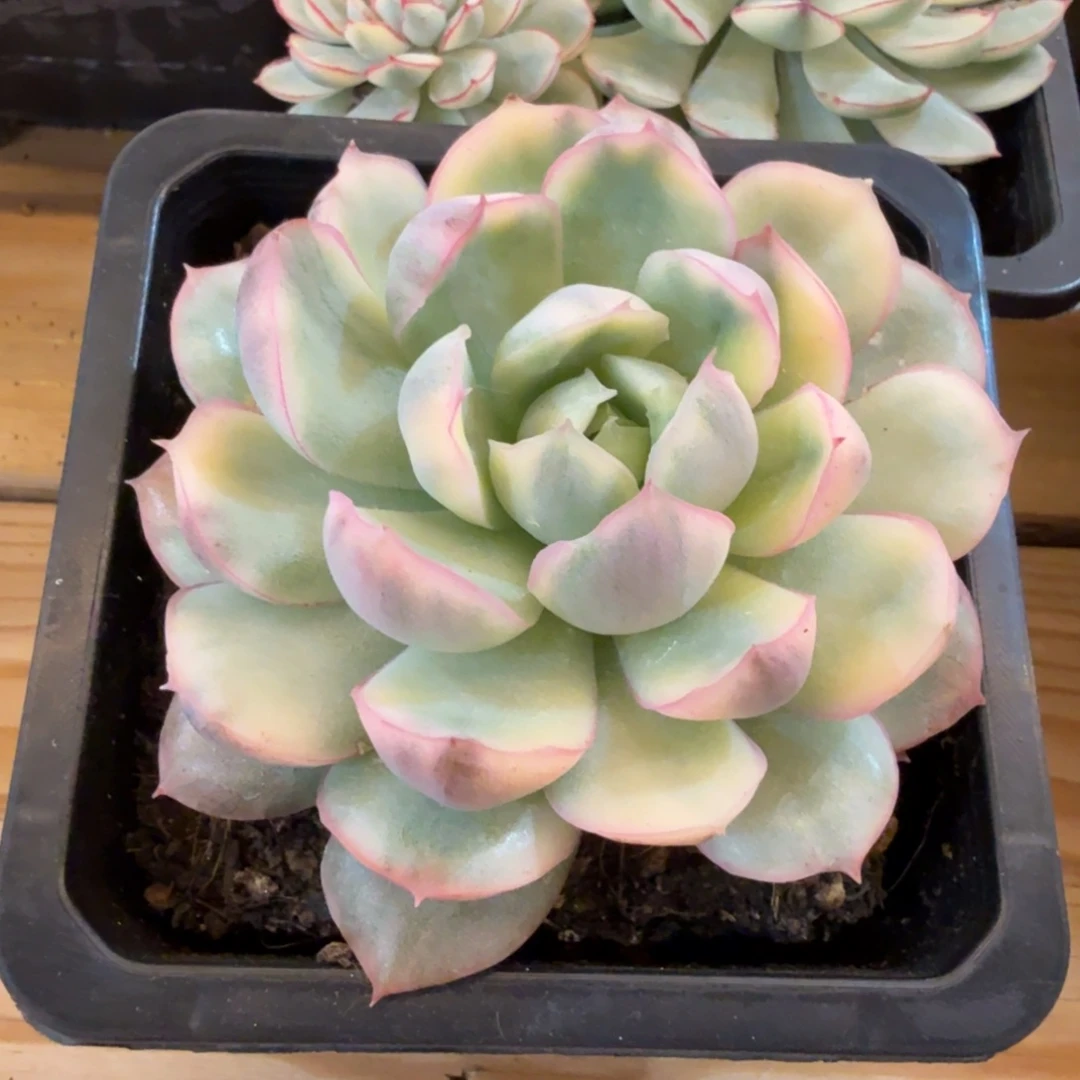 草莓蛋糕 安吉园艺锦