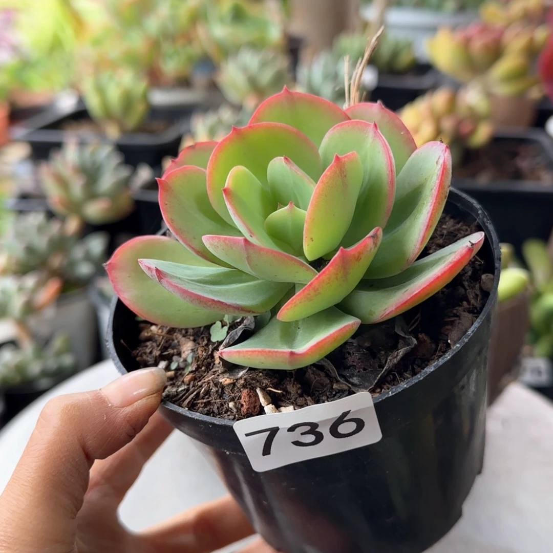 736号 一物一拍 一物一拍