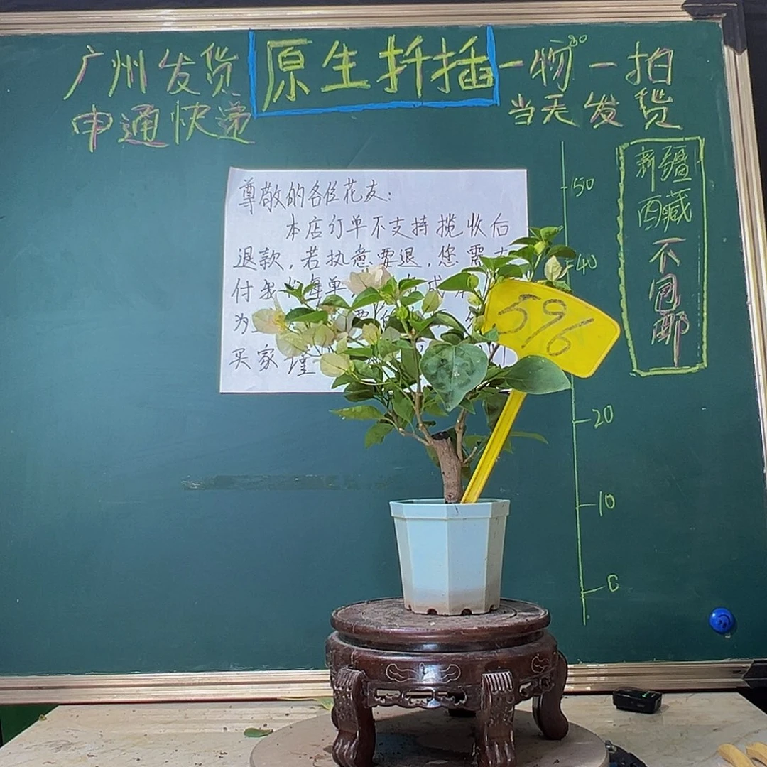 当前无花栽培后可以开花绿樱有破皮 大宝596