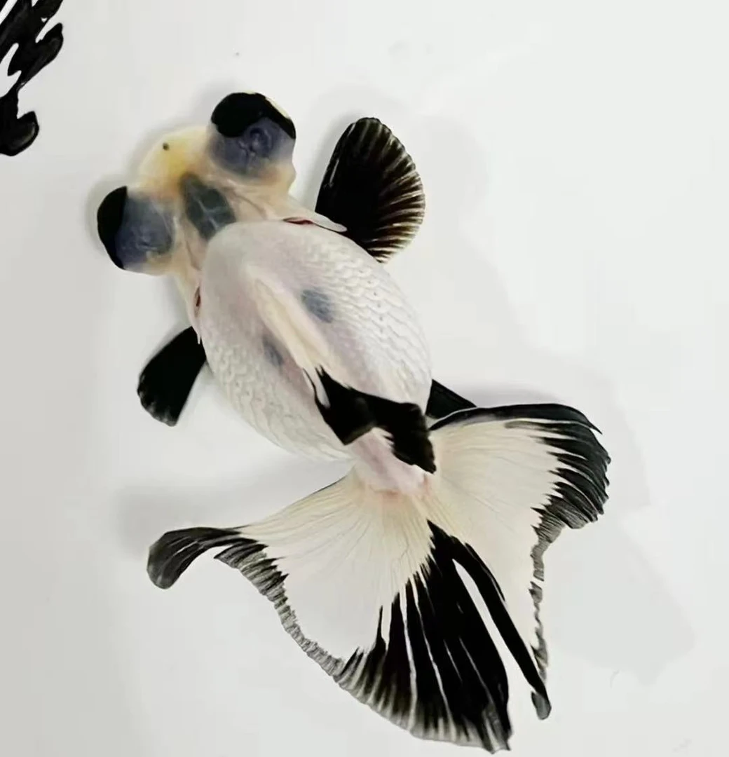 熊猫蝶尾金鱼活体观赏鱼冷水淡水鱼好养耐活