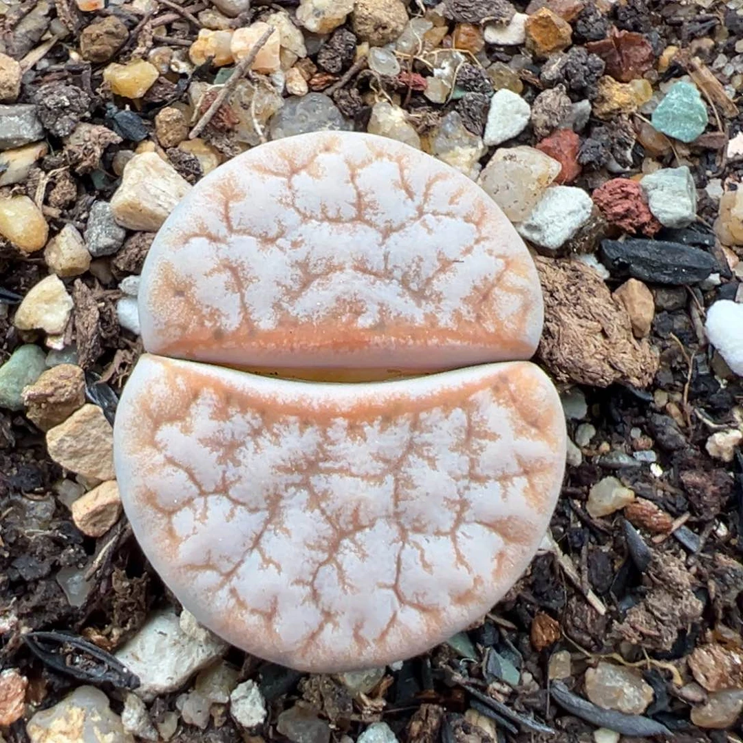 7.27好看的多肉脱土发货114