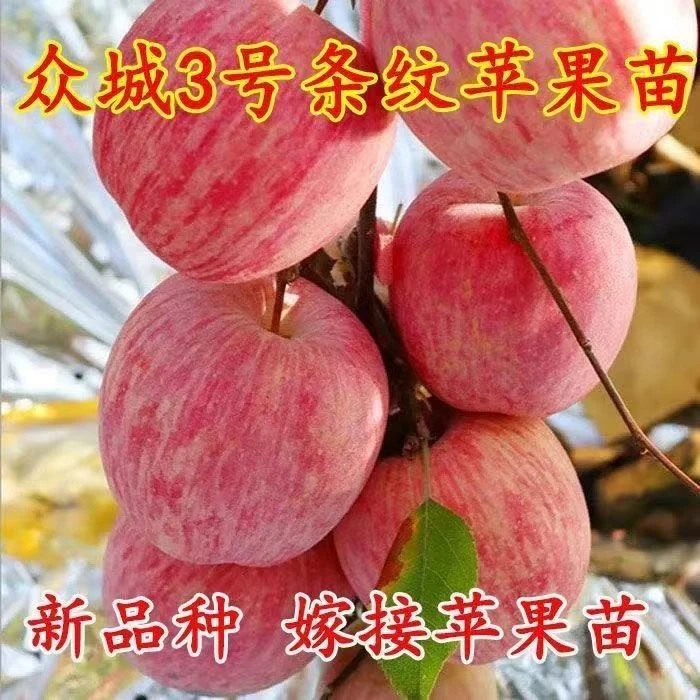 正宗众成三号苹果树苗嫁接特大条纹苹果苗盆栽地栽耐寒庭院果树