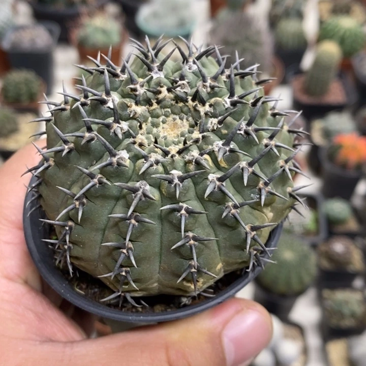 黑刺凤头带疤特价