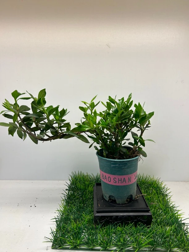 达摩微盆景小叶栀子花/稀少超香清誉品种/喜水喜阳/可含盆泡水养/