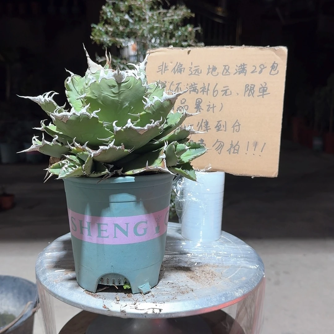 完全开放夕映仁王冠龙舌兰