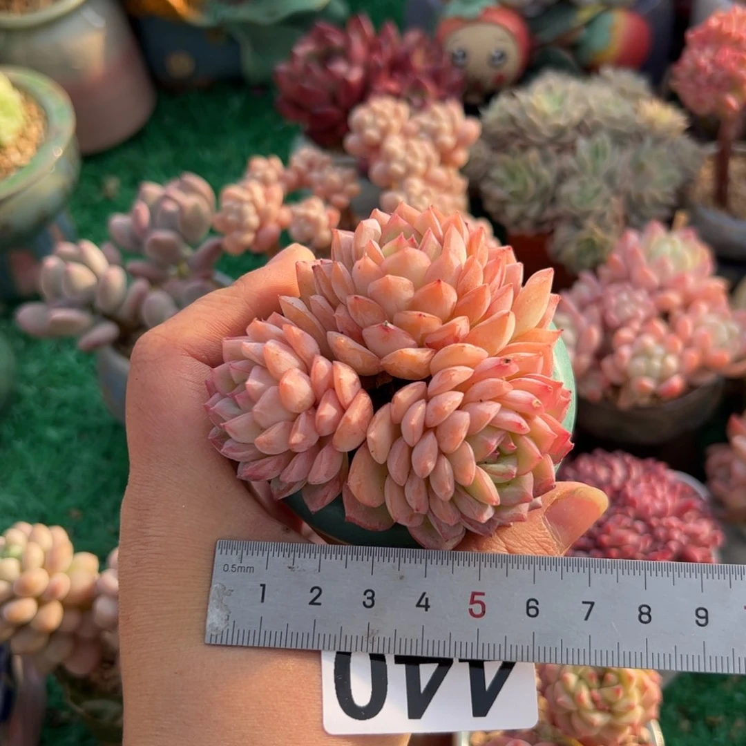 肉**?440 多肉植物组合