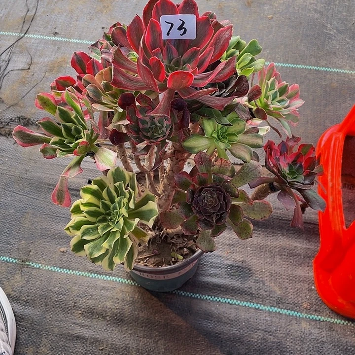 辉***歌架接00000000073号