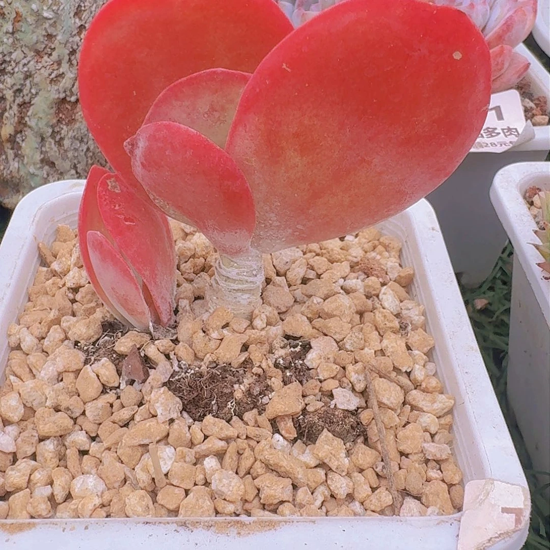 558885555555565888888