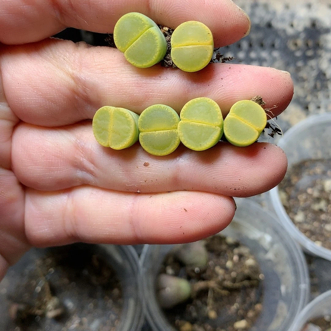 E290多肉植物保护