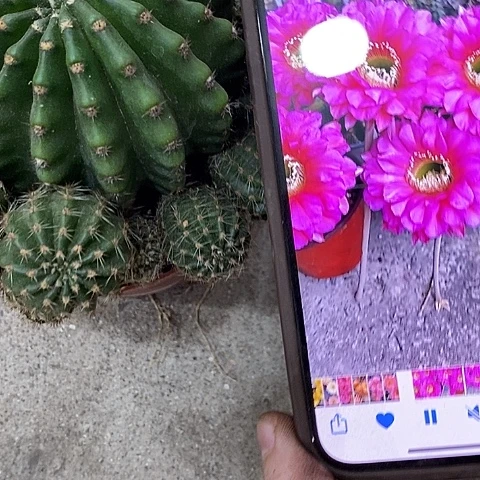 龙桃金仙人球。3679900