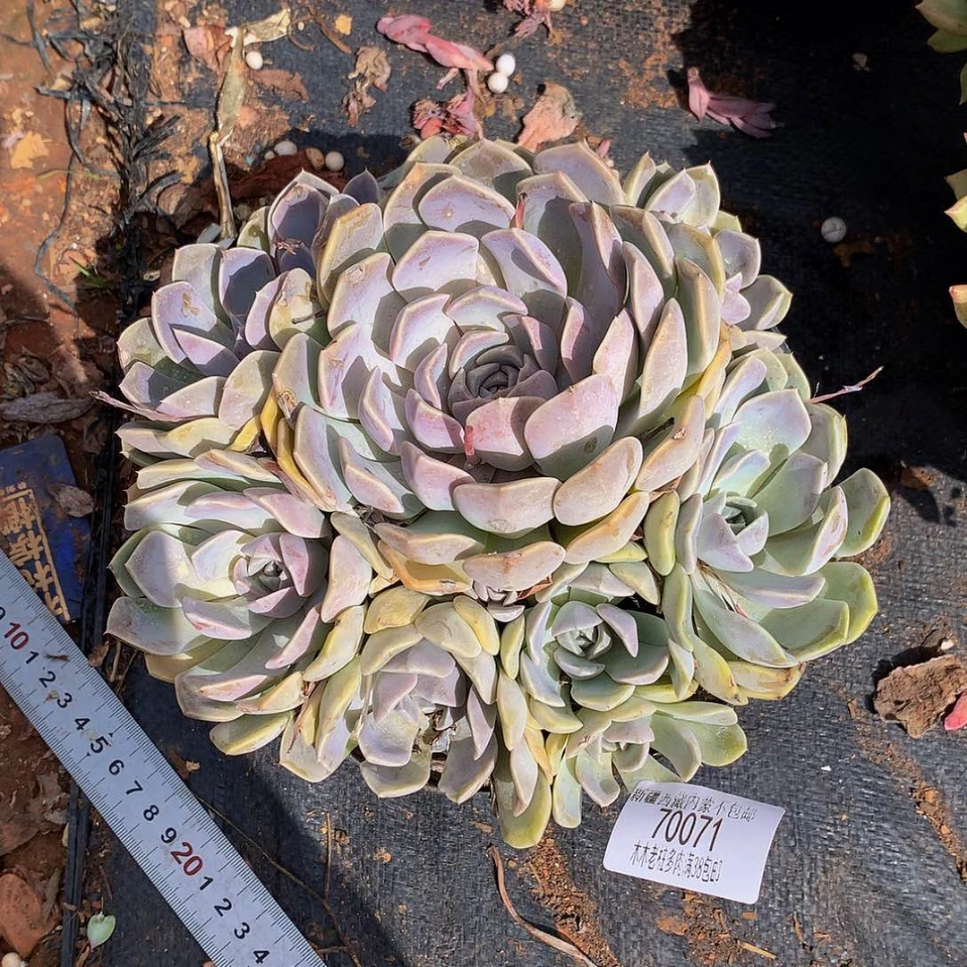 橘*皮   汉堡70071