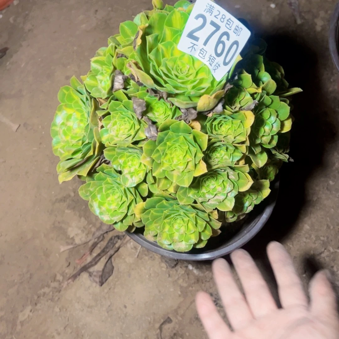 似***识琉璃多肉植物法师2760