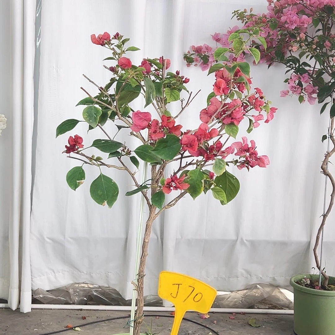 星***樹大部分花苞少量开放J70不甜