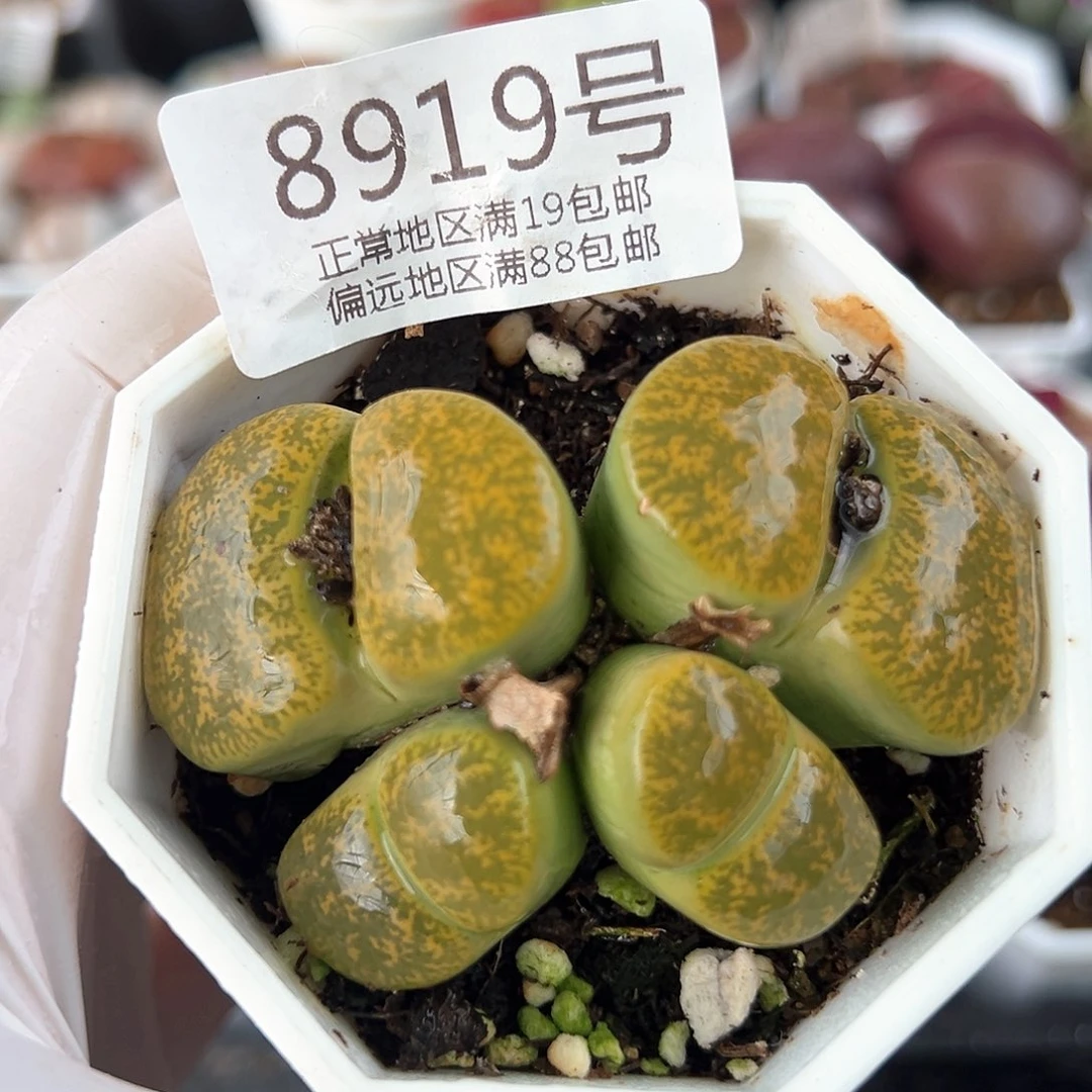 好养易活生石花大母本8919