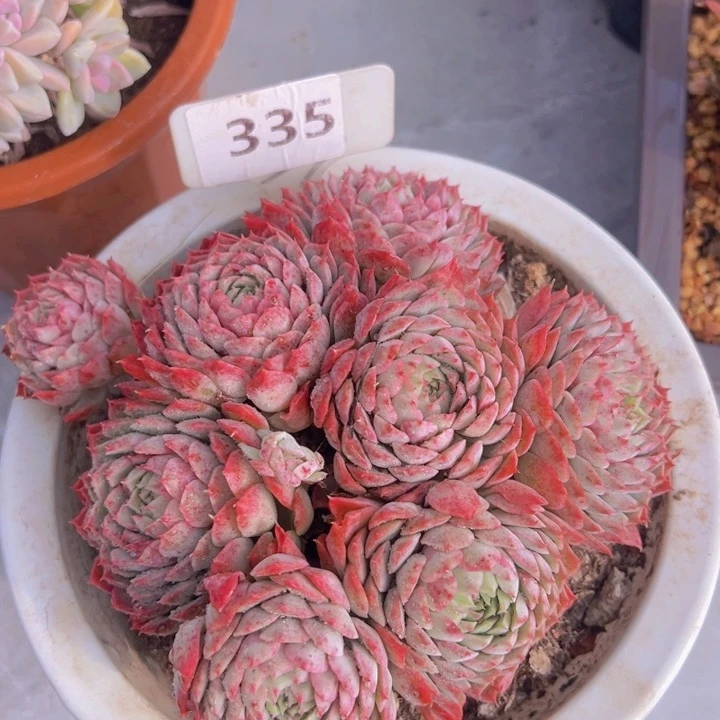 健健康康平平安安