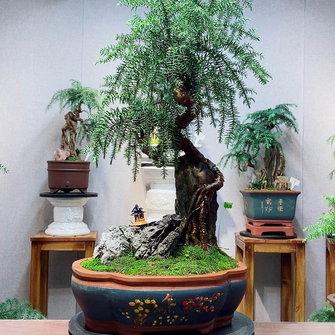 威***司无花朵澳洲杉1111