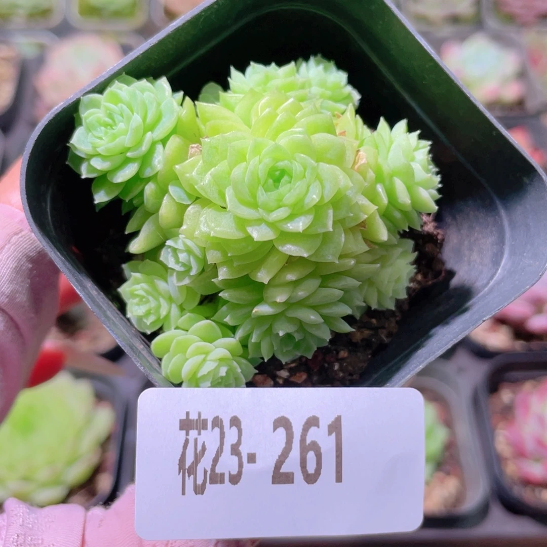 花利美23-261麦秆