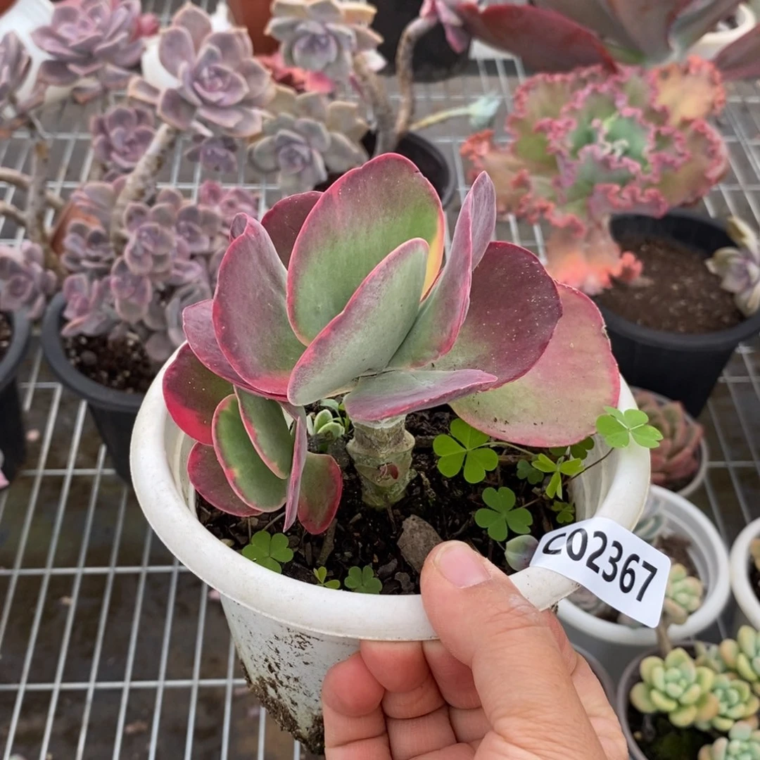 2367唐印锦一物一拍