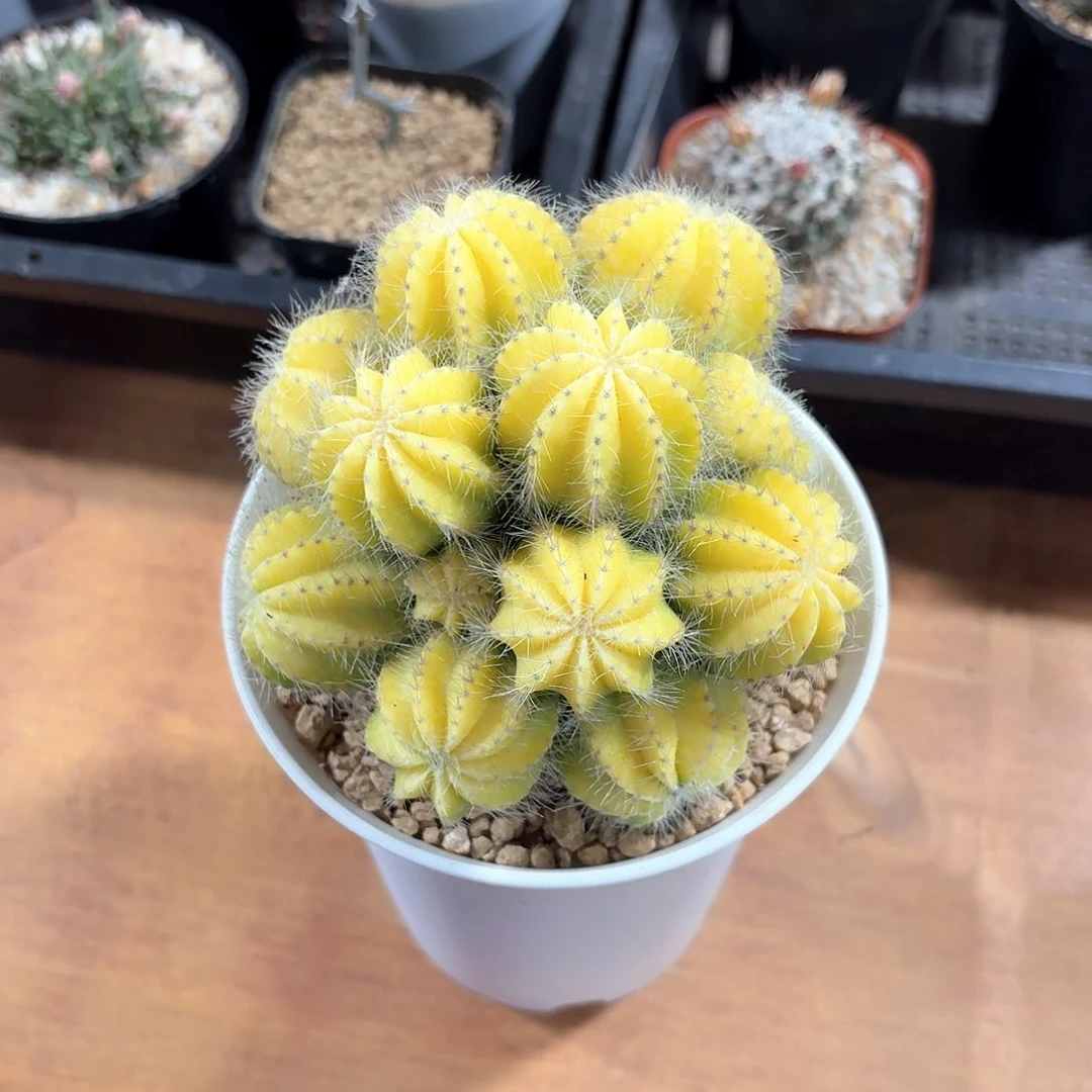 银光锦仙人球123