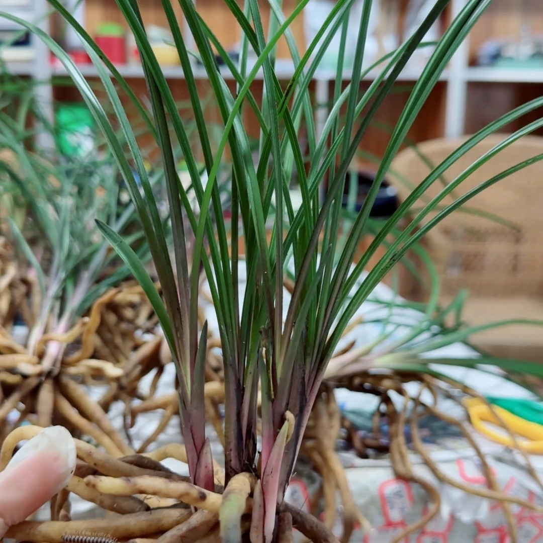 用***8当前无花栽培后可以开花