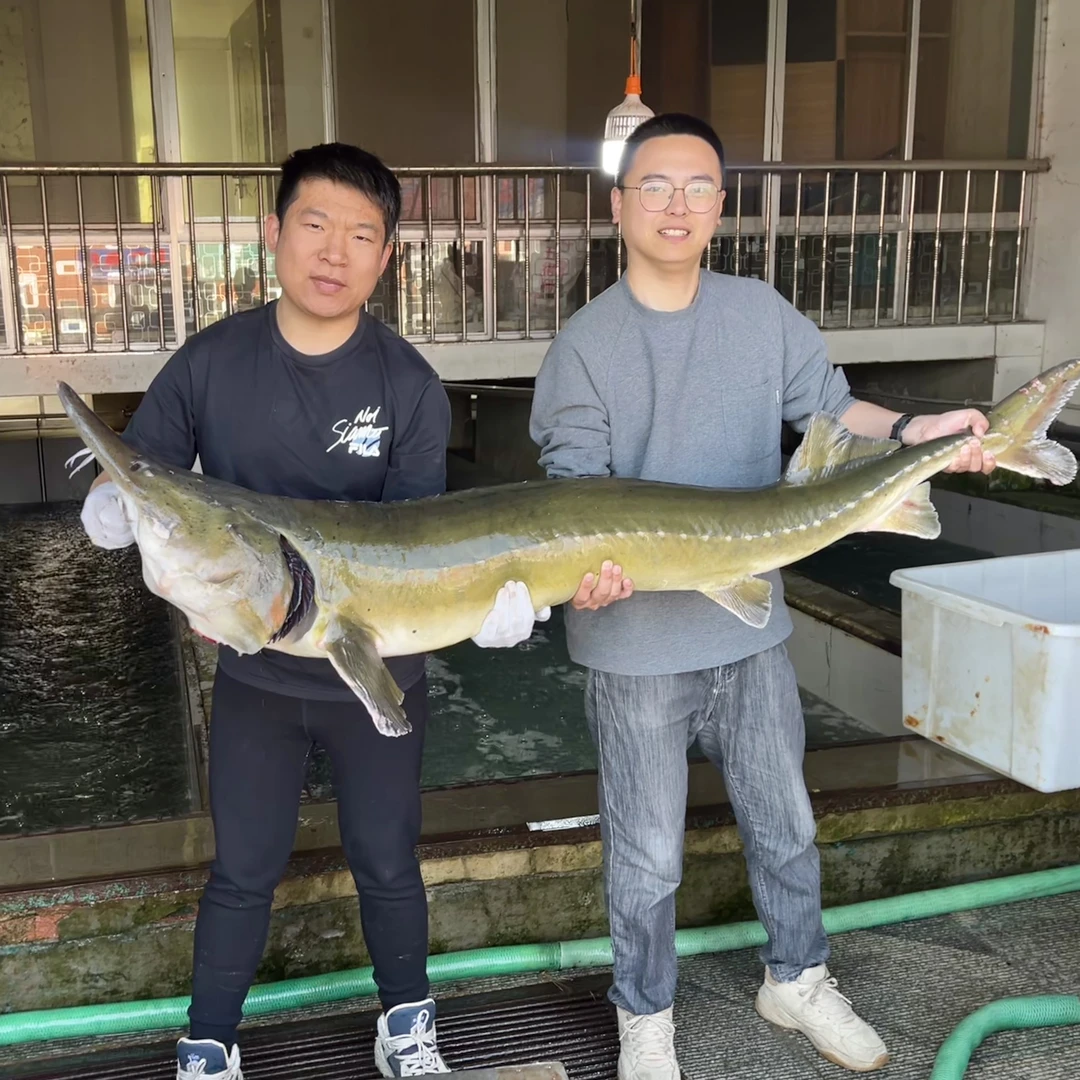 产地直发 顺丰包邮 鸭绿江生态鲟龙鱼（保鲜不保活）不可养殖