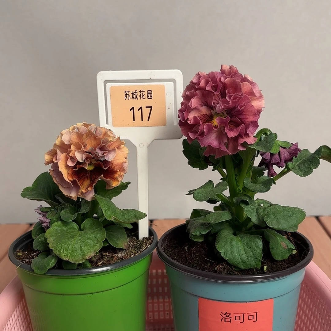 大部分开放少量花苞117
