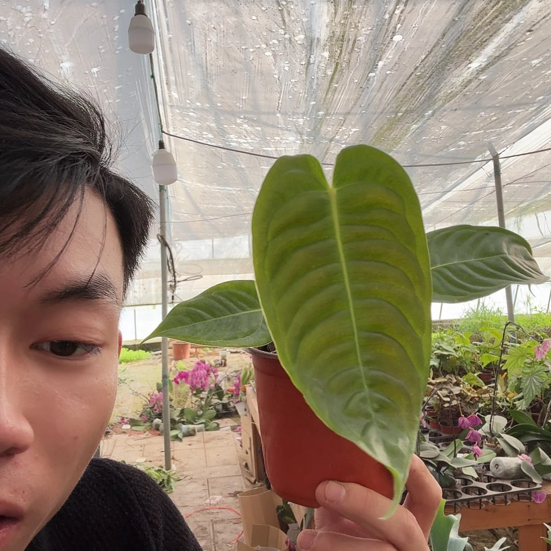 完全开放火鹤王花烛一棵