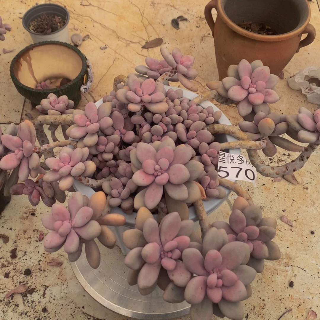 星悦多肉 大桃蛋570