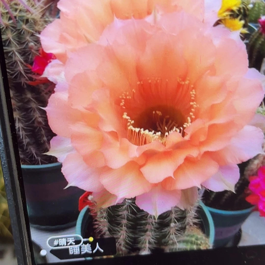 睡美人彩无根侧牙20包邮48