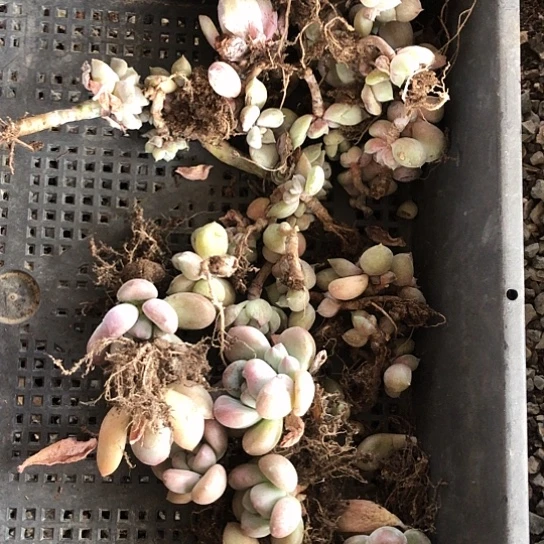 我李经理老师真的要被