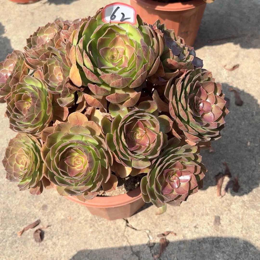 无花朵62黑膜多肉植物