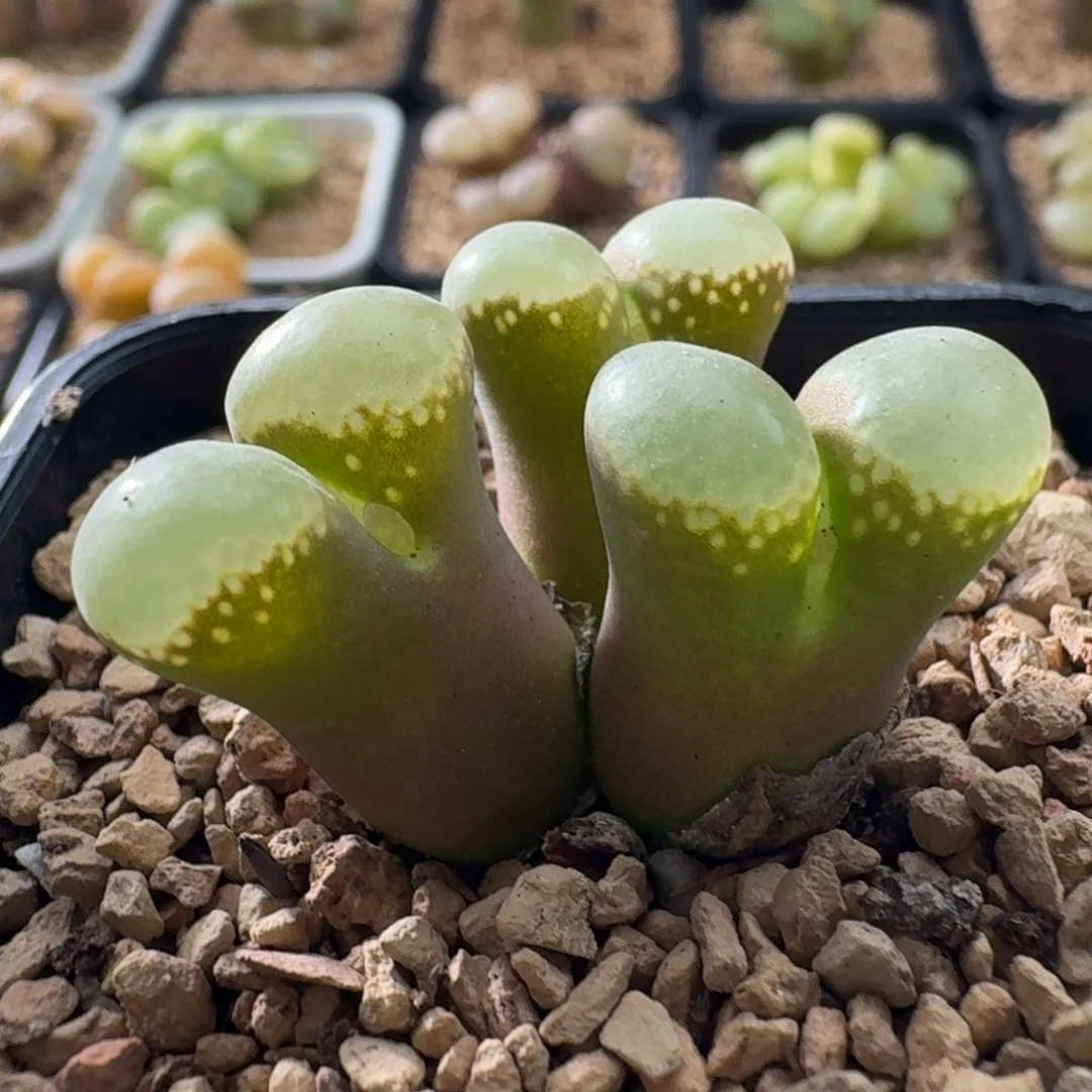 3110星辰风铃玉肉锥