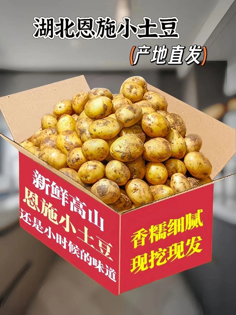 正宗恩施高山老品种马尔科富硒黄心小土豆新鲜现挖迷你马铃薯洋芋