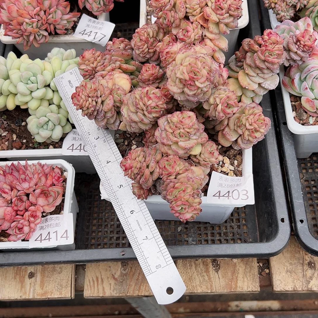 9号我们的确是4403