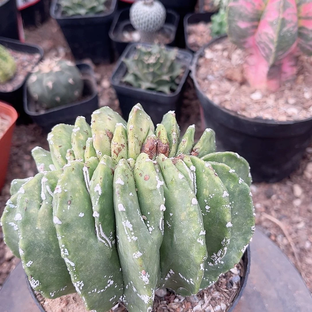 氺**淸鸾凤欲醉话一一一一一