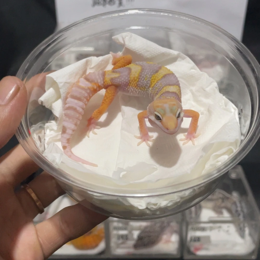 豹纹守宫暴龙111