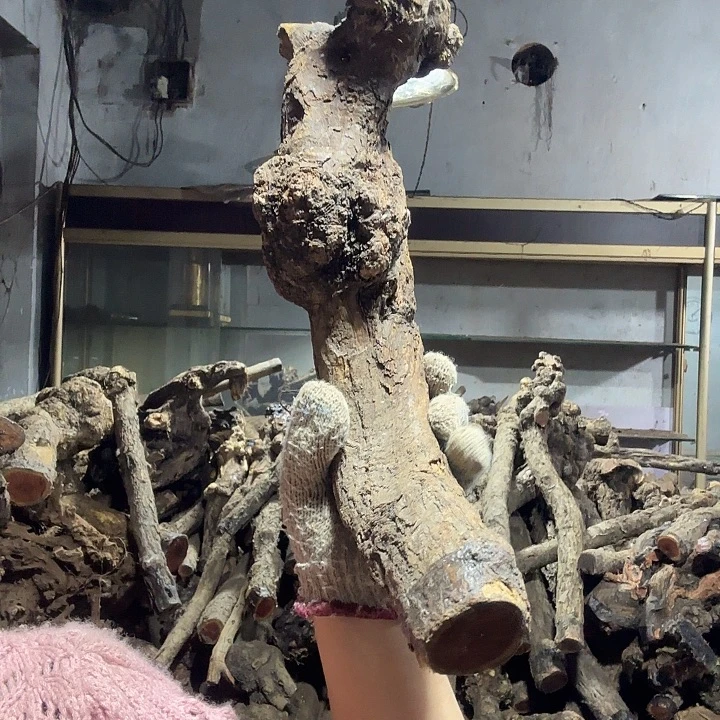 松***店香榧木火琉璃的故事是一个