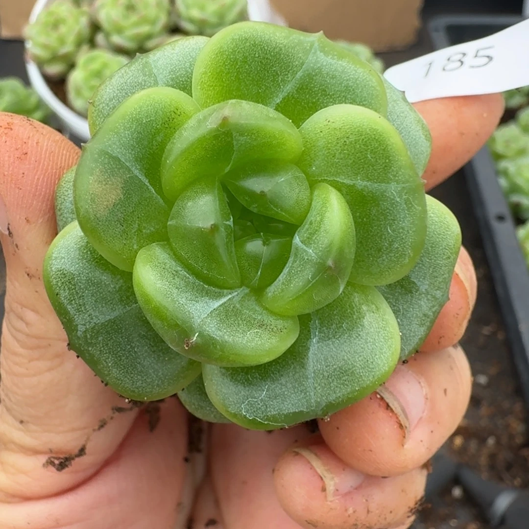 一物一拍一物一拍1109-185