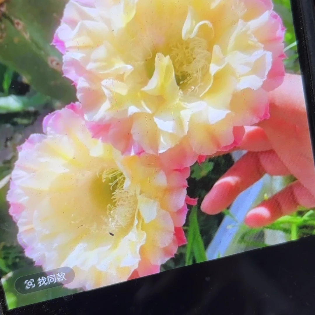 马丙彩侧牙20包邮仙人球21