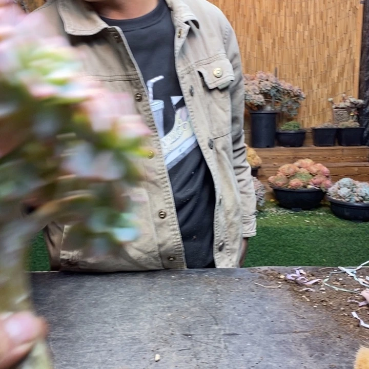 杨****86 号淡雪多肉植物