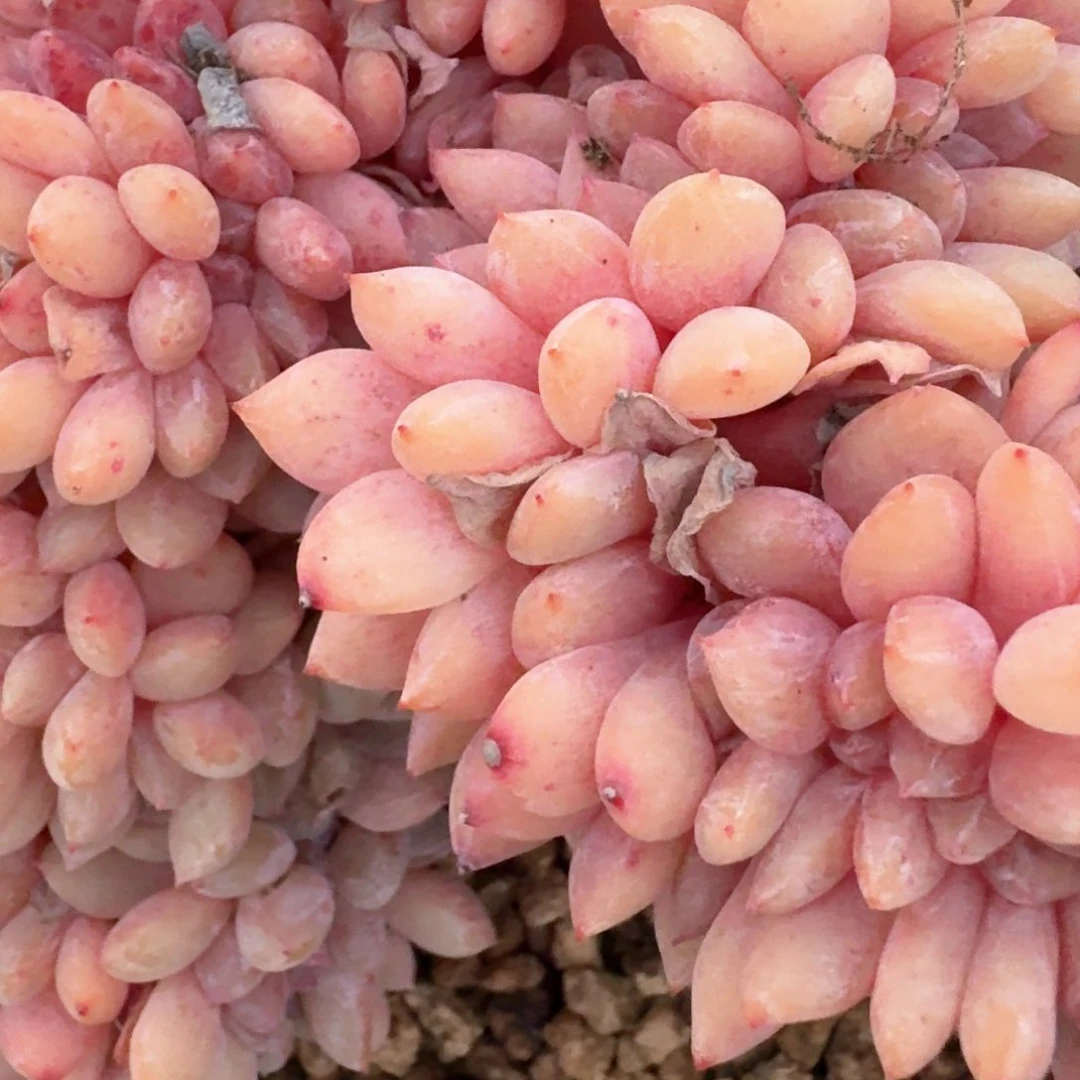 16.005星影缀化差价