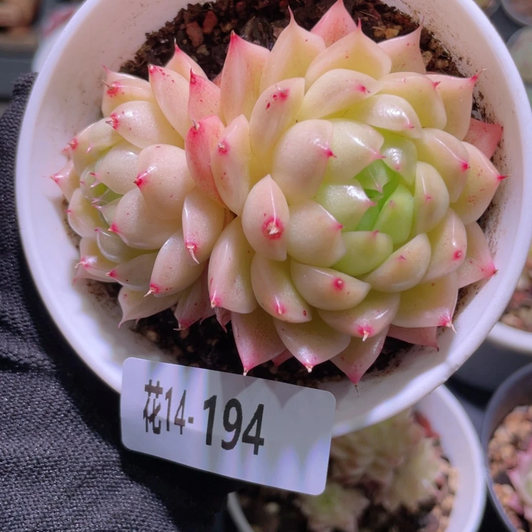 花利美14-194海王