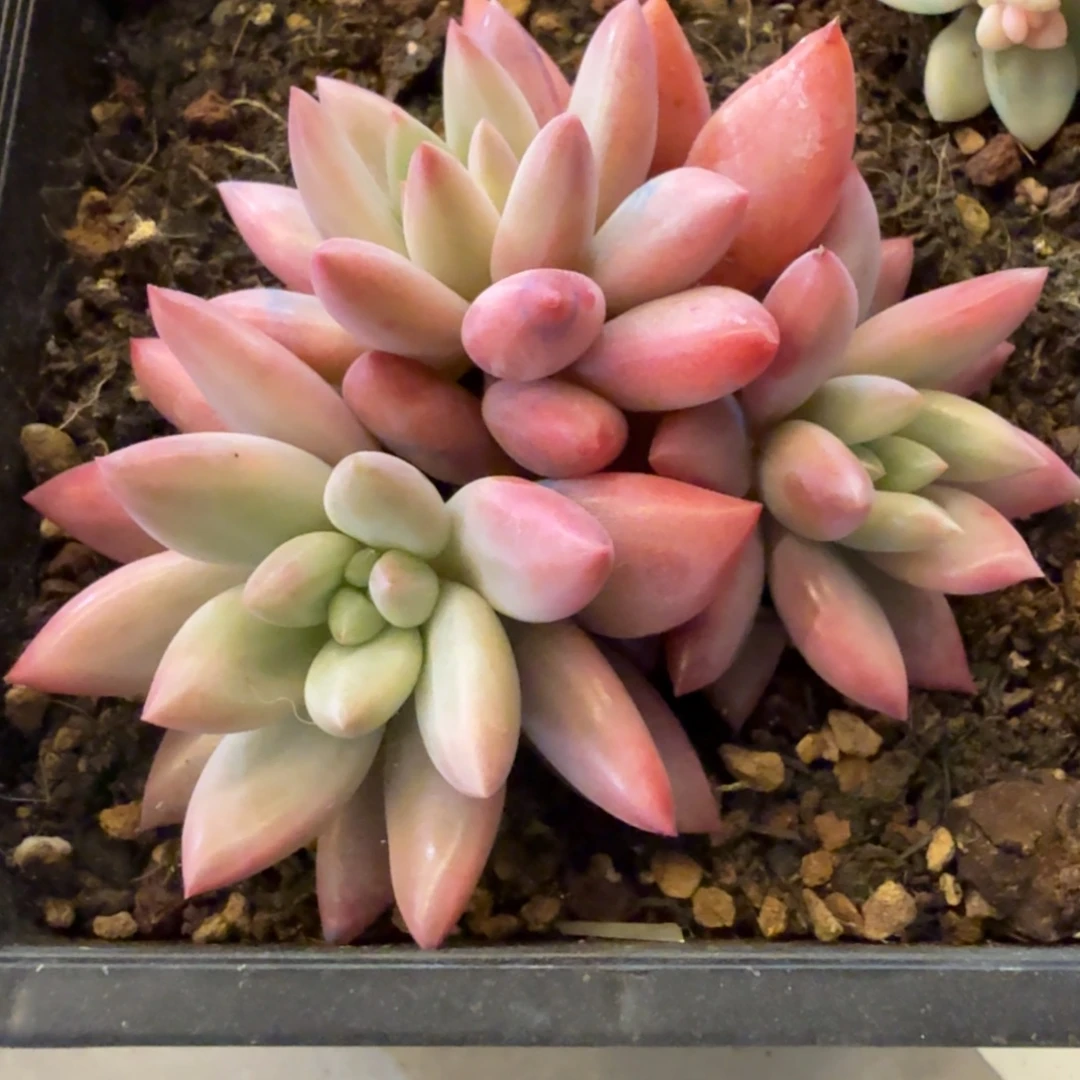红蜻蜓 安吉园艺锦锦